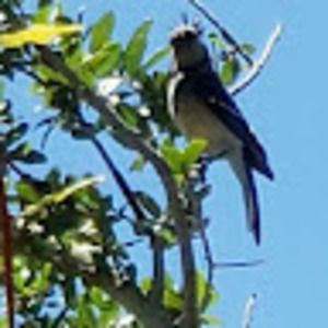 Meet your Posher, Alpha